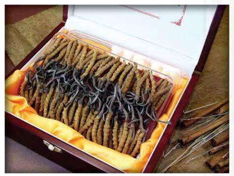 昌平冬虫夏草回收?